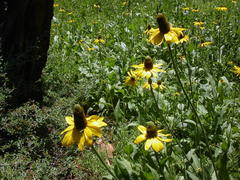 Rudbeckia californica