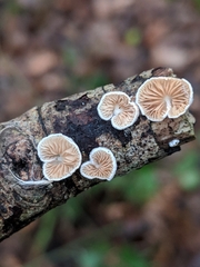 Crepidotus cesatii