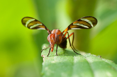 Tritoxa incurva