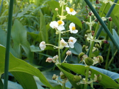 Sagittaria brevirostra