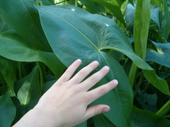 Sagittaria brevirostra