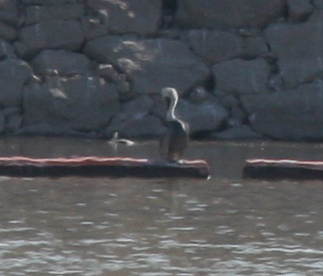Brown Pelican photographed in New Mexico