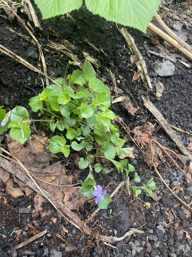 Northern long-stem violet (Viola kusanoana)