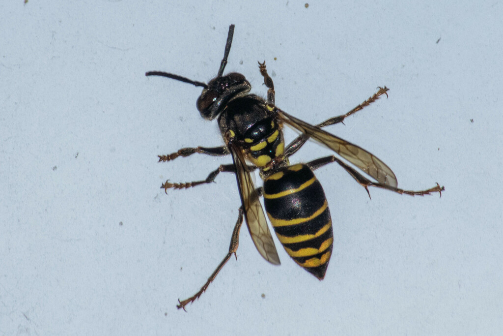 Vespa multimaculata