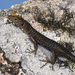 Bedriaga's Rock Lizard - Photo (c) Paolo Mazzei, some rights reserved (CC BY-NC), uploaded by Paolo Mazzei