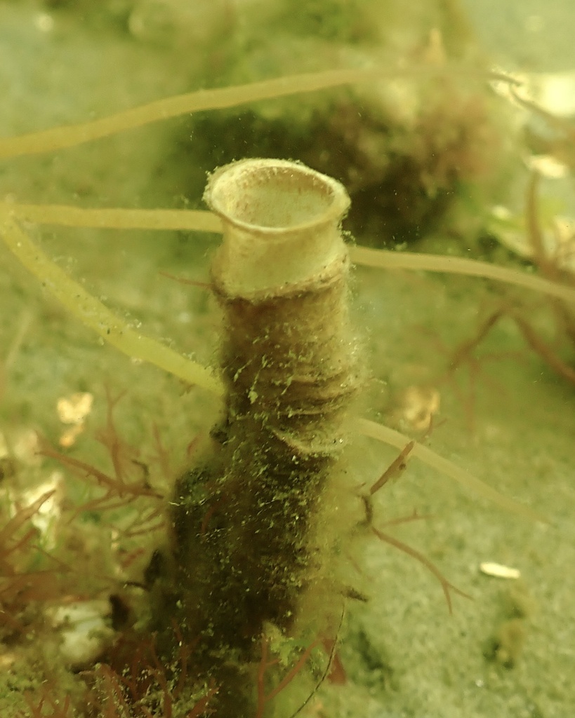 Chaetopterus pergamentaceus