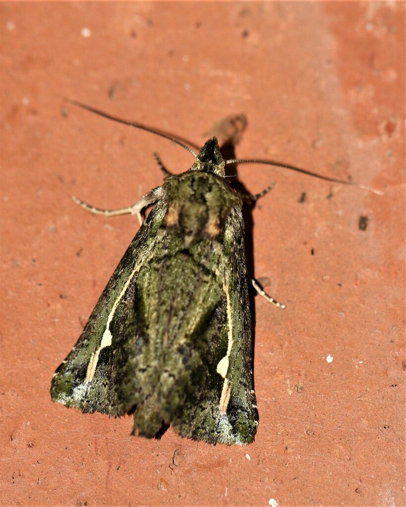 Poresta
