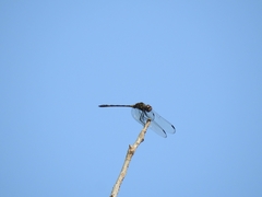 Dythemis