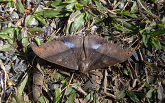 Ischyja