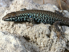 Milos Wall Lizard photo 3