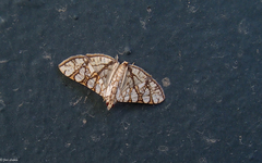 Glyphodes caesalis
