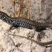 Milos Wall Lizard - Photo (c) Paolo Mazzei, some rights reserved (CC BY-NC), uploaded by Paolo Mazzei