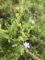 Jamesbrittenia grandiflora