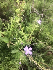 Jamesbrittenia grandiflora