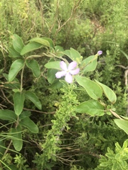 Jamesbrittenia grandiflora