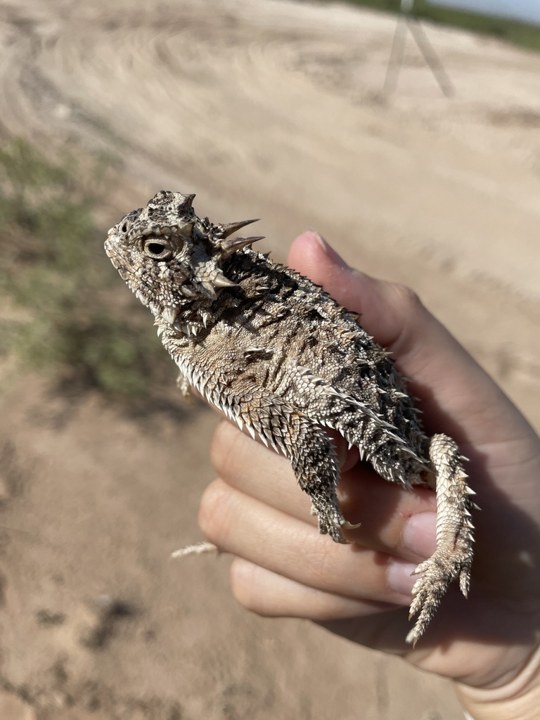 Texas Horned Lizard in July 2023 by evfain · iNaturalist