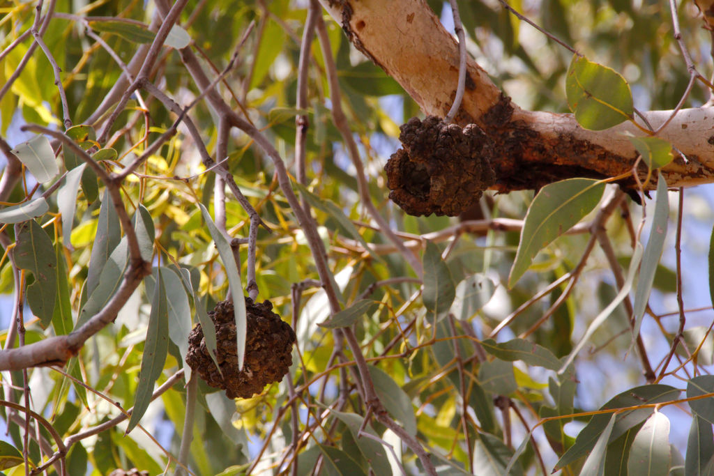 bush coconut