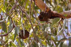 Cystococcus pomiformis