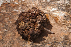 Cystococcus pomiformis