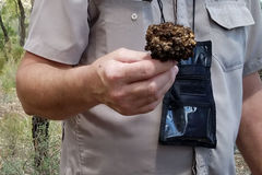 Cystococcus pomiformis