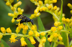 Tritoxa flexa
