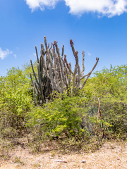 Cereus repandus