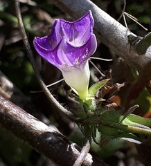 Ipomoea meyeri
