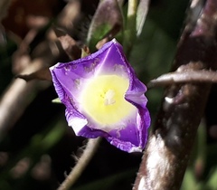 Ipomoea meyeri