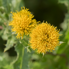 Berkheya sphaerocephala
