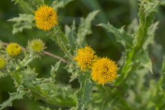 Berkheya sphaerocephala