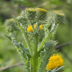 Berkheya sphaerocephala