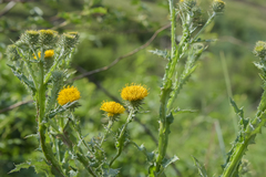 Berkheya sphaerocephala