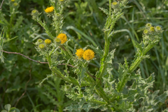 Berkheya sphaerocephala