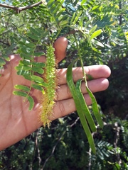 Prosopis articulata