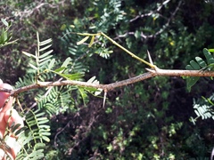 Prosopis articulata