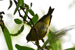 Leiothlypis ruficapilla