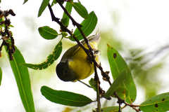 Leiothlypis ruficapilla