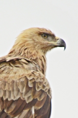 Tawny Eagle photo 4