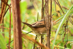 Cistothorus palustris