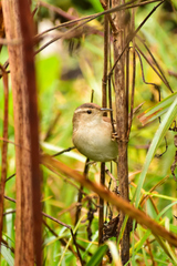 Cistothorus palustris