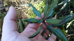 Comarostaphylis diversifolia diversifolia