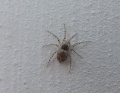 Oecobius maculatus