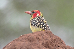 Trachyphonus erythrocephalus