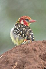 Trachyphonus erythrocephalus