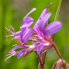 Pelargonium multicaule