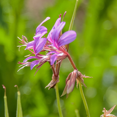 Pelargonium multicaule