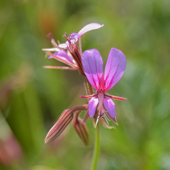 Pelargonium multicaule