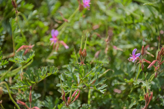 Pelargonium multicaule