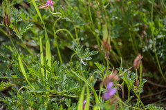 Pelargonium multicaule