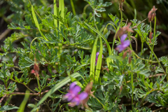 Pelargonium multicaule